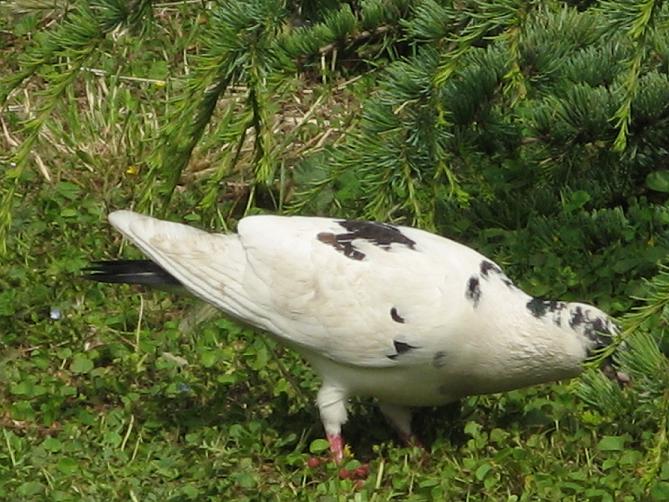Piccione domestico